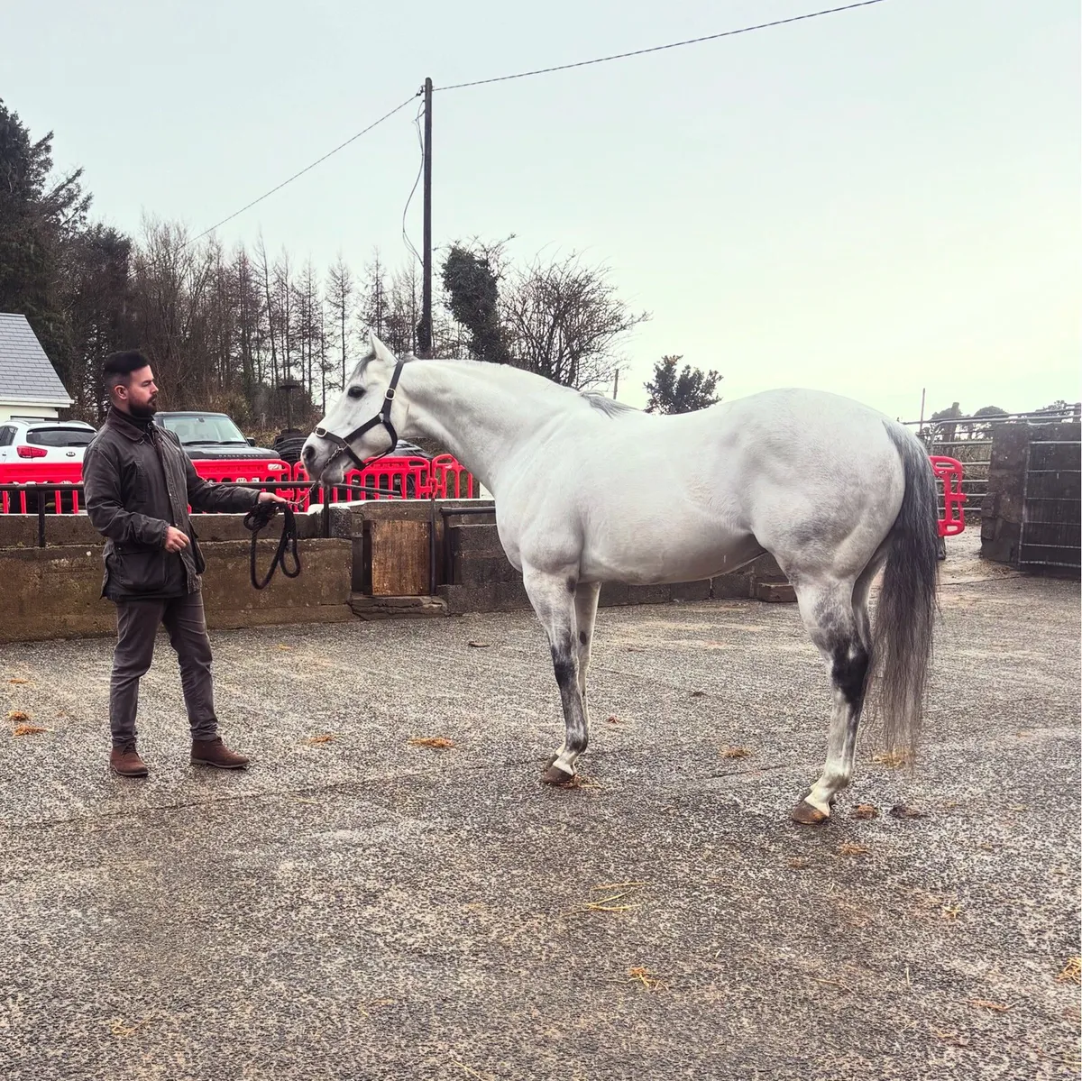 Tip Two Win (GB) AT STUD - Image 2