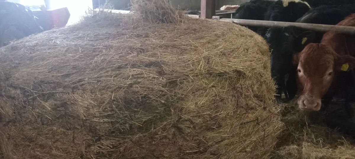 Haylage for sale