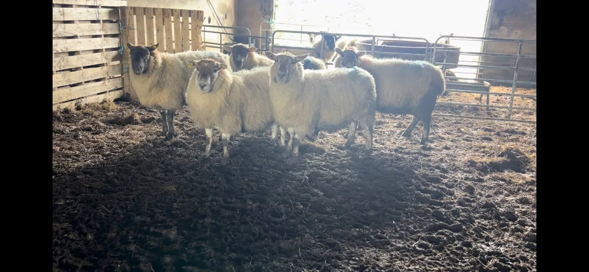 Springing ewes going to stranorlar mart 26/02 - Image 2