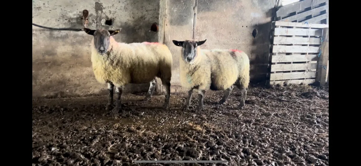 Springing ewes going to stranorlar mart 26/02 - Image 3