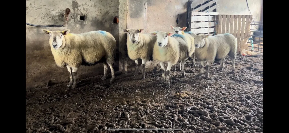 Springing ewes going to stranorlar mart 26/02 - Image 1