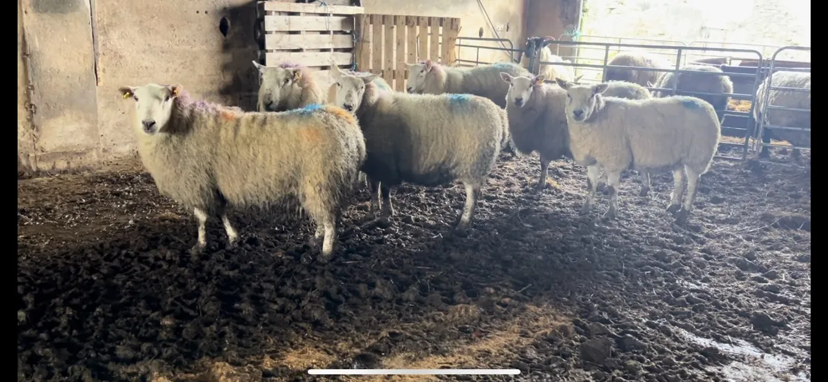 Springing ewes going to stranorlar mart 26/02 - Image 4