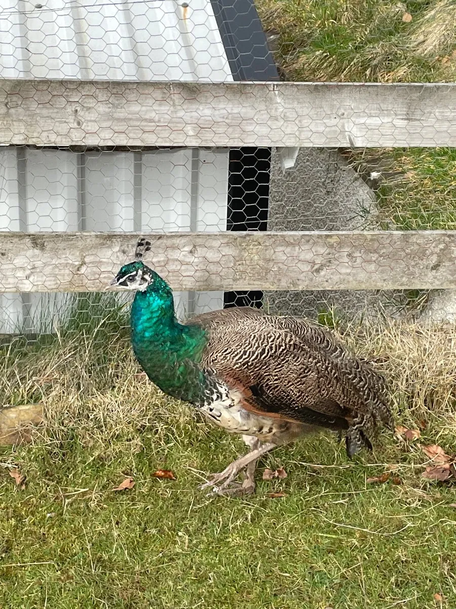2 Indian Blue Peacocks - Image 4