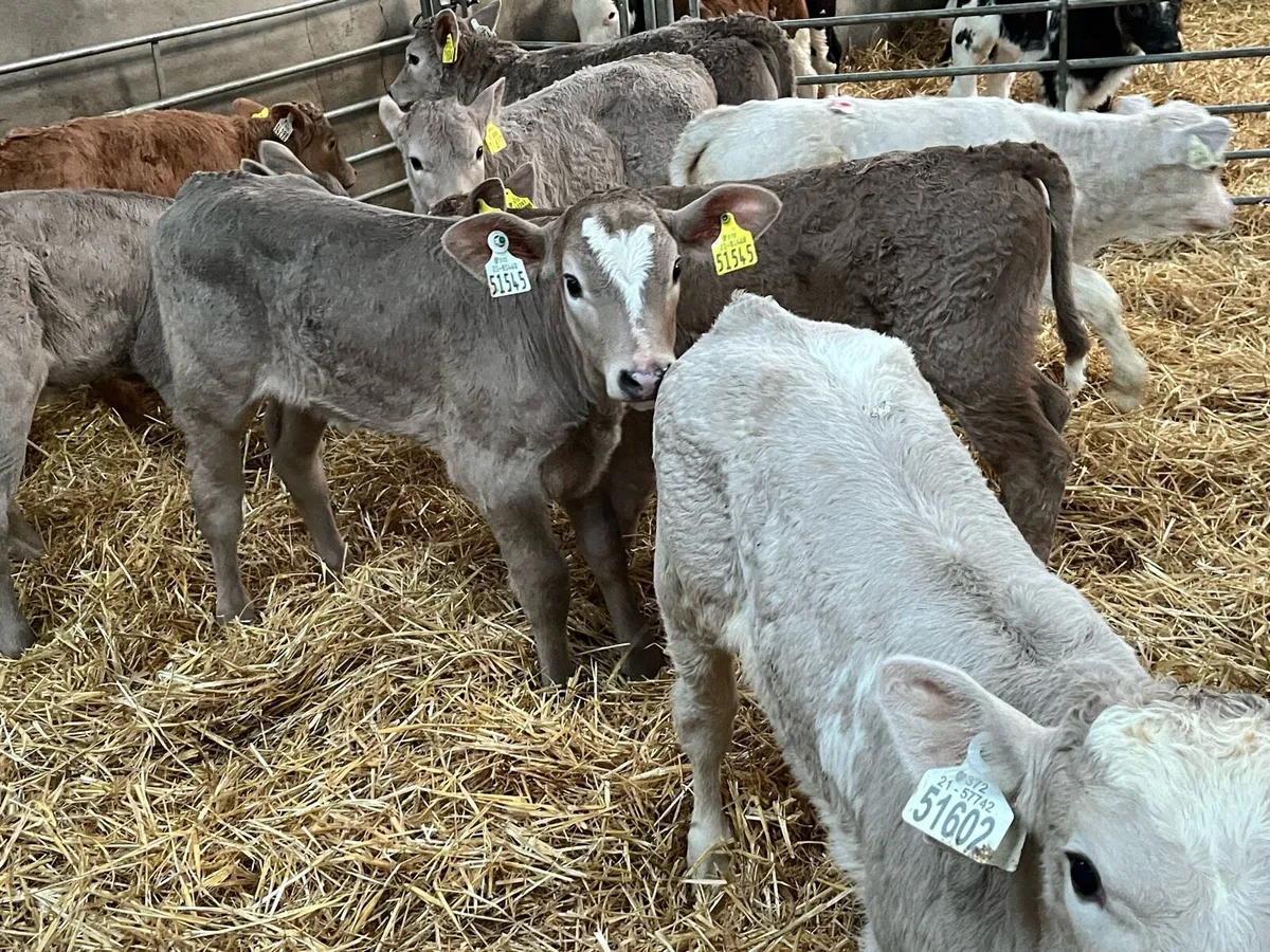9 Serious Charolais Heifer Calves - Image 1