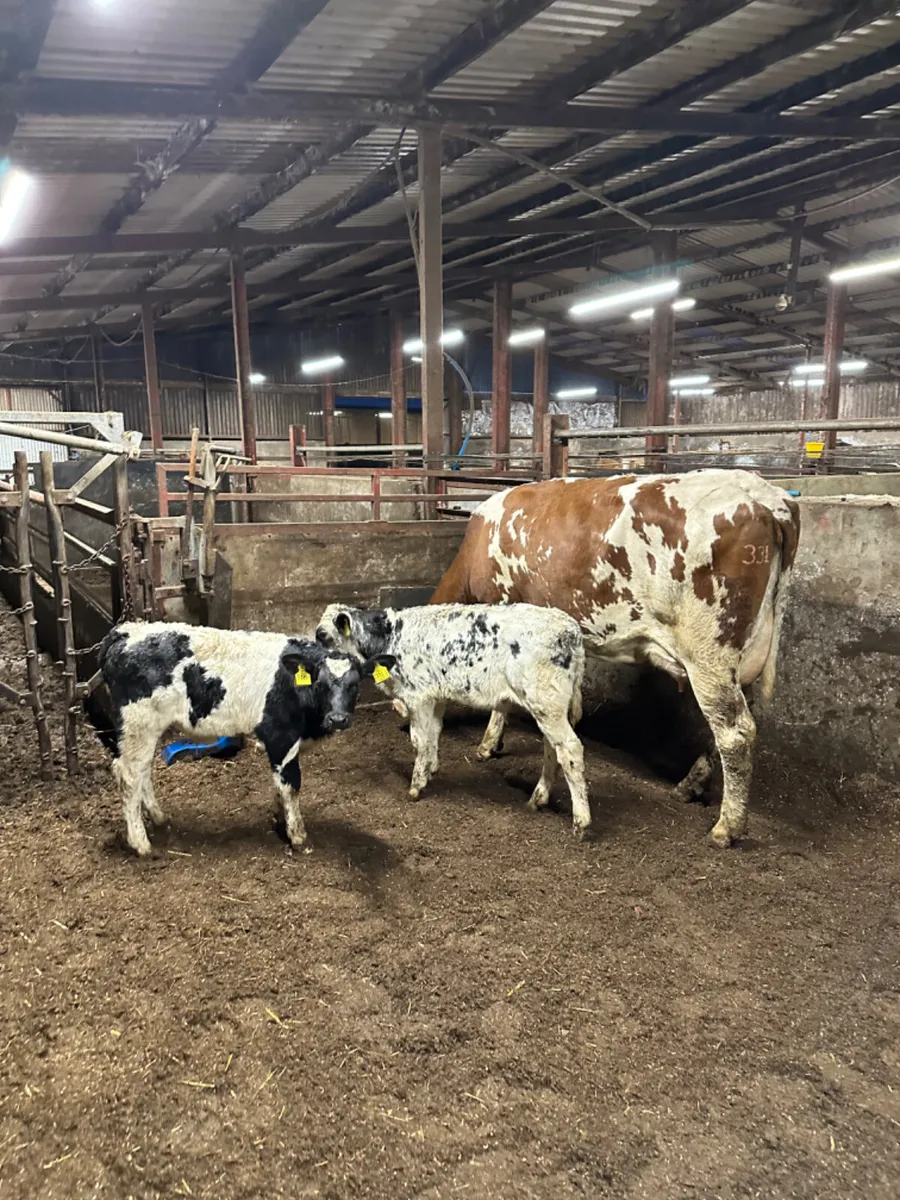 Heifer and calves - Image 2