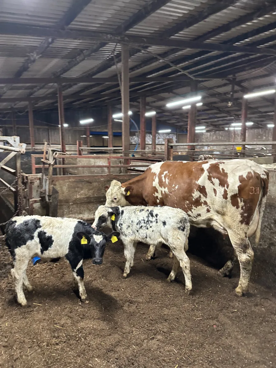 Heifer and calves - Image 1