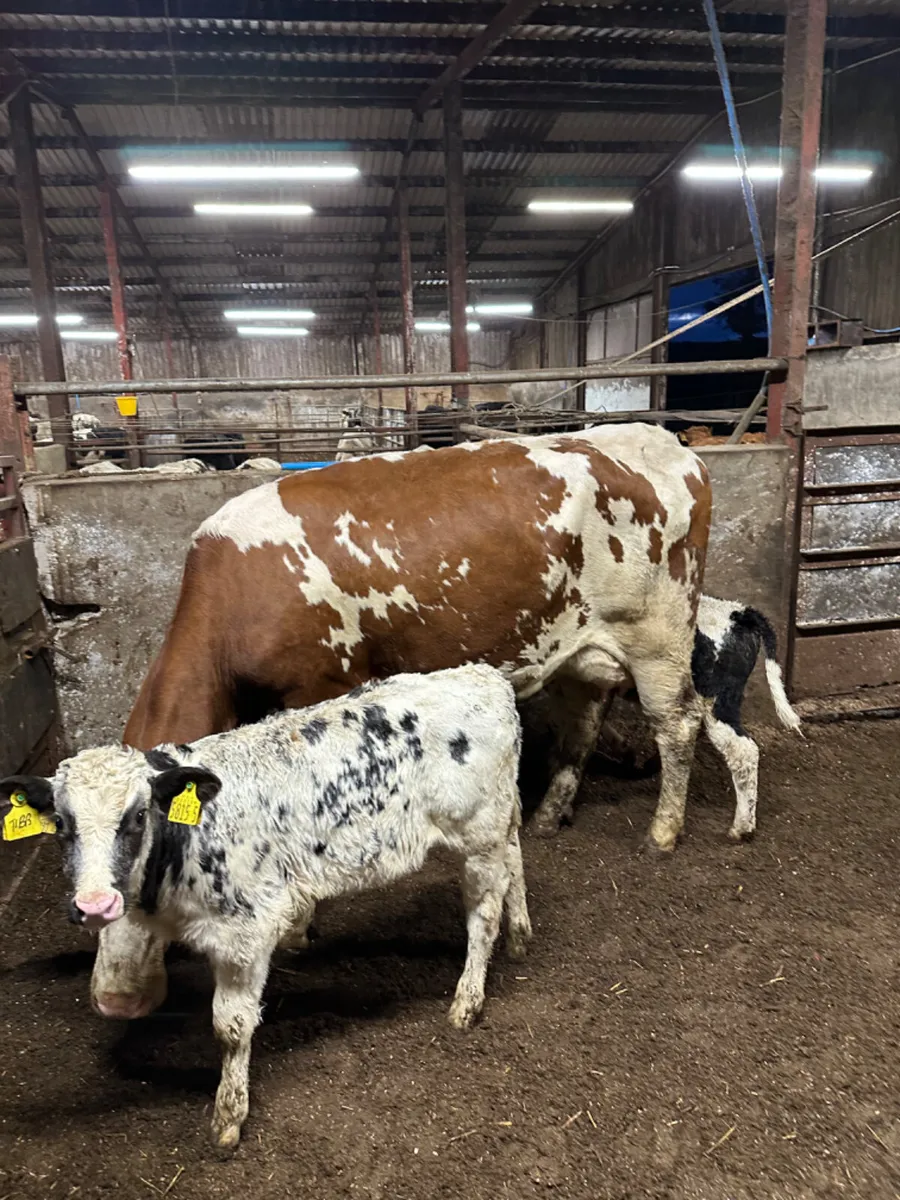 Heifer and calves - Image 3