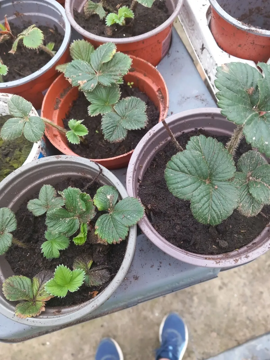 Strawberry plants - Image 2
