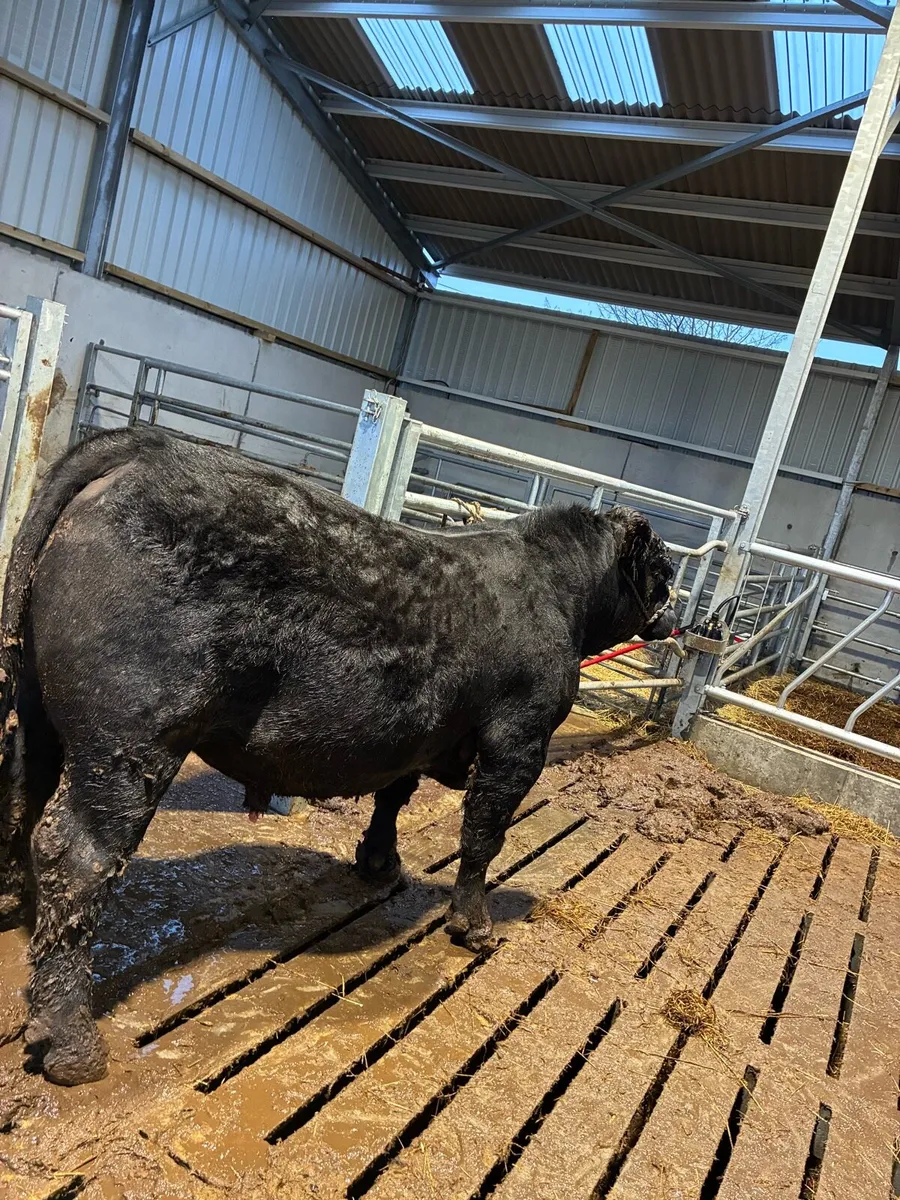 PB Angus bull for sale - Image 1