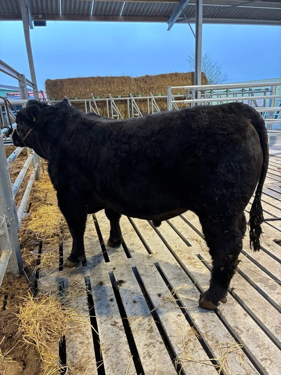 PB Angus bull for sale - Image 2