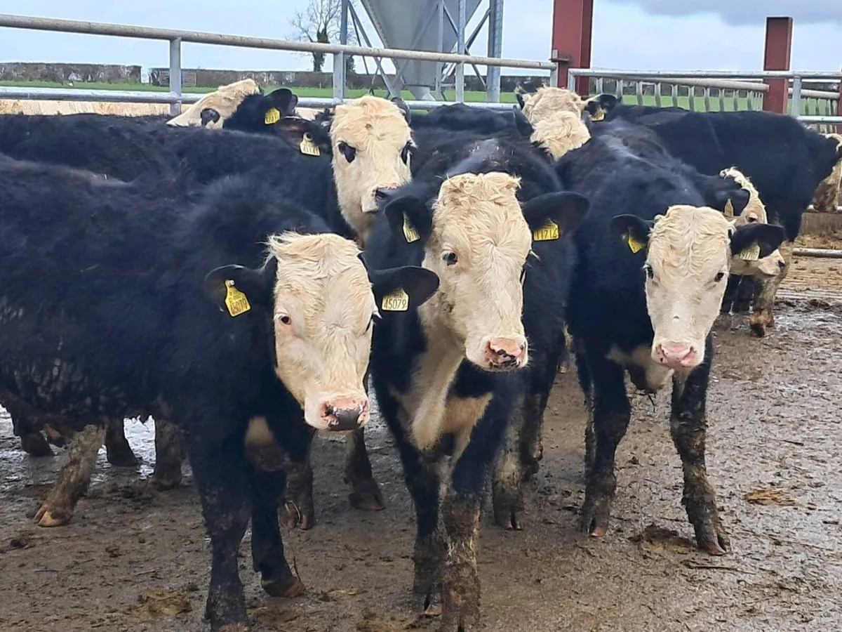 24 HEREFORD BULLOCKS - Image 3