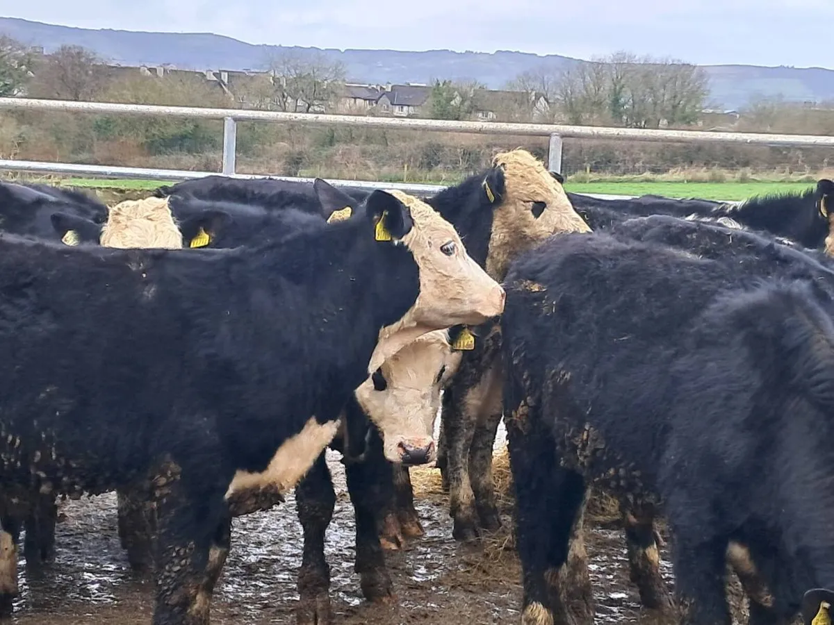 24 HEREFORD BULLOCKS - Image 4