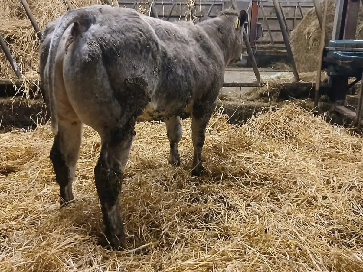 1 Top Quality Show Heifer for sale - Image 1