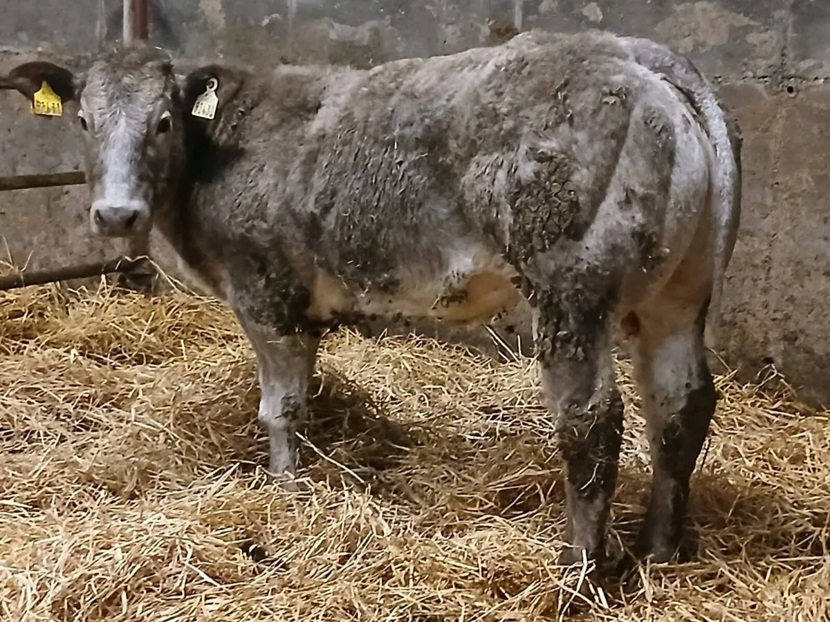 1 Top Quality Show Heifer for sale - Image 2