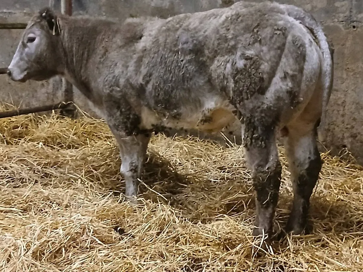 1 Top Quality Show Heifer for sale - Image 4