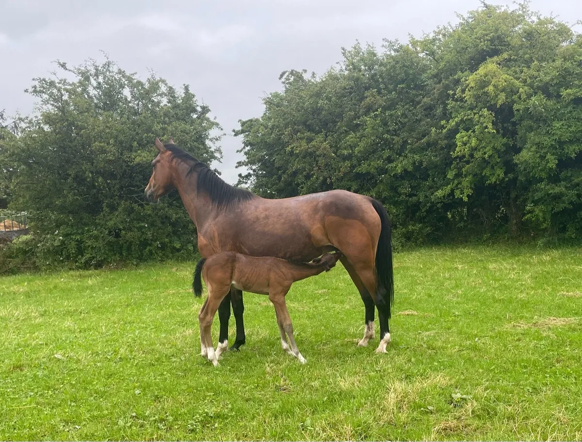 5 Year Old Brood Mare - Image 1