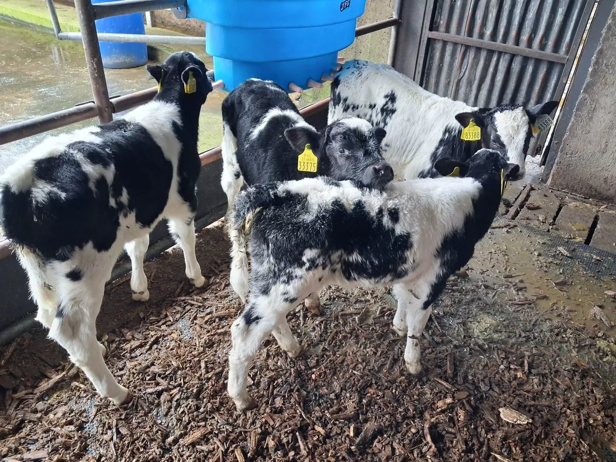 Calves - Image 1