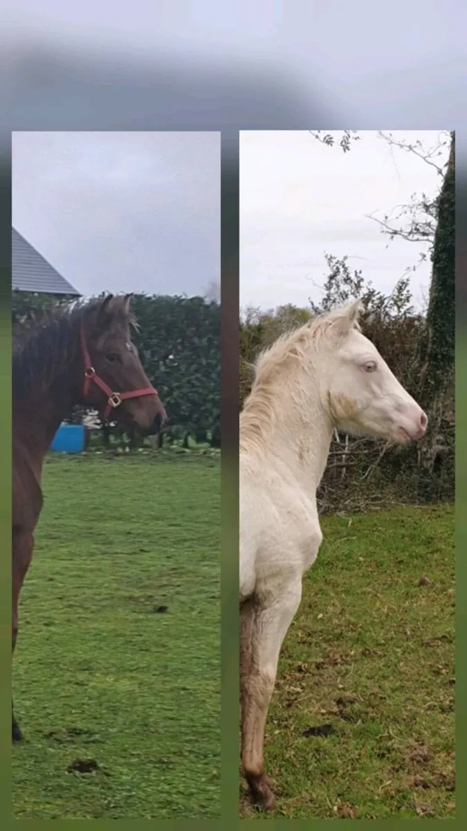 Connemara yearling fillys - Image 1