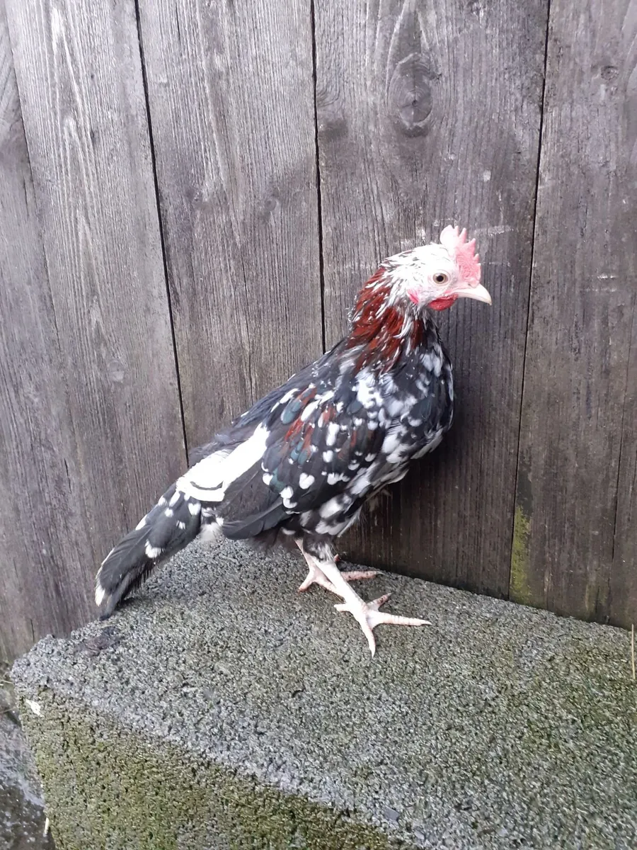Bantam hens and roosters , chinese gander, duck - Image 2