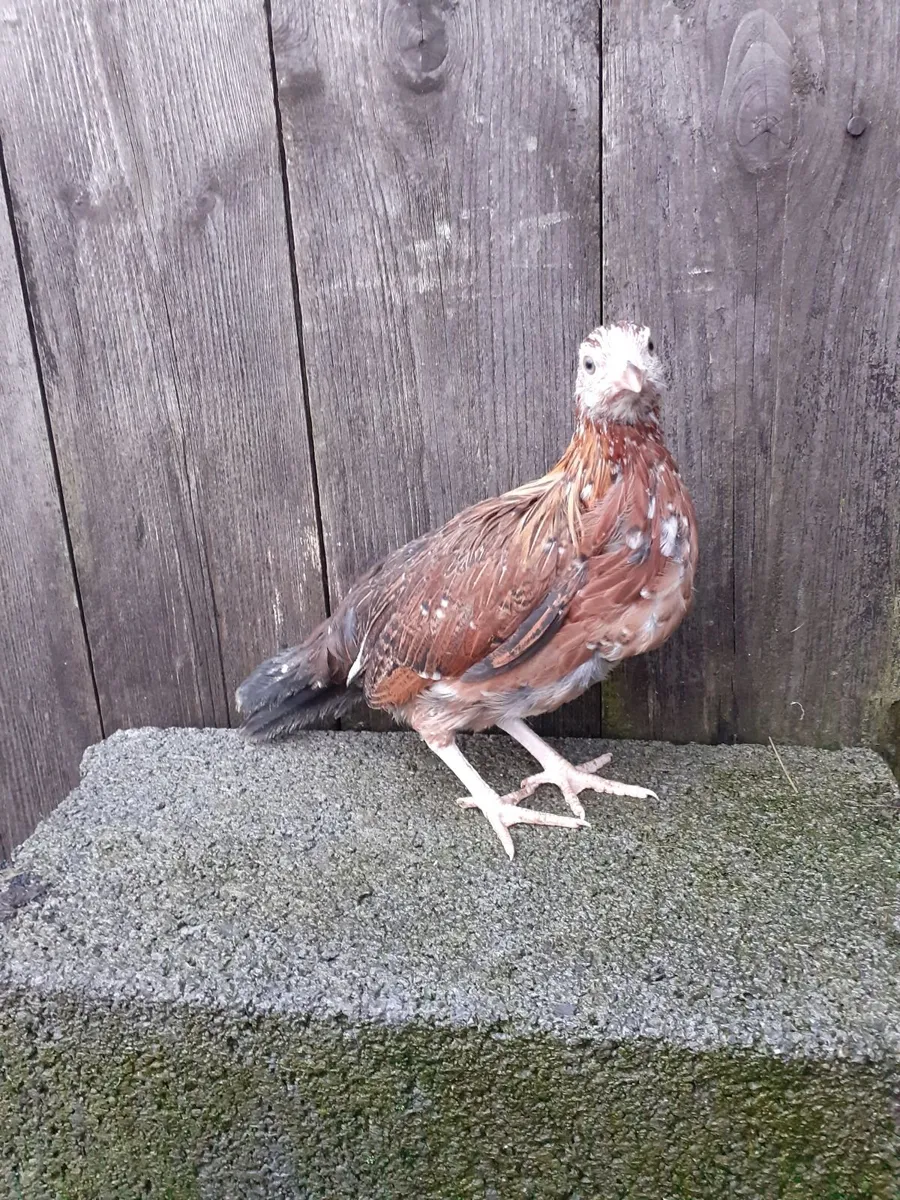 Bantam hens and roosters , chinese gander, duck - Image 3