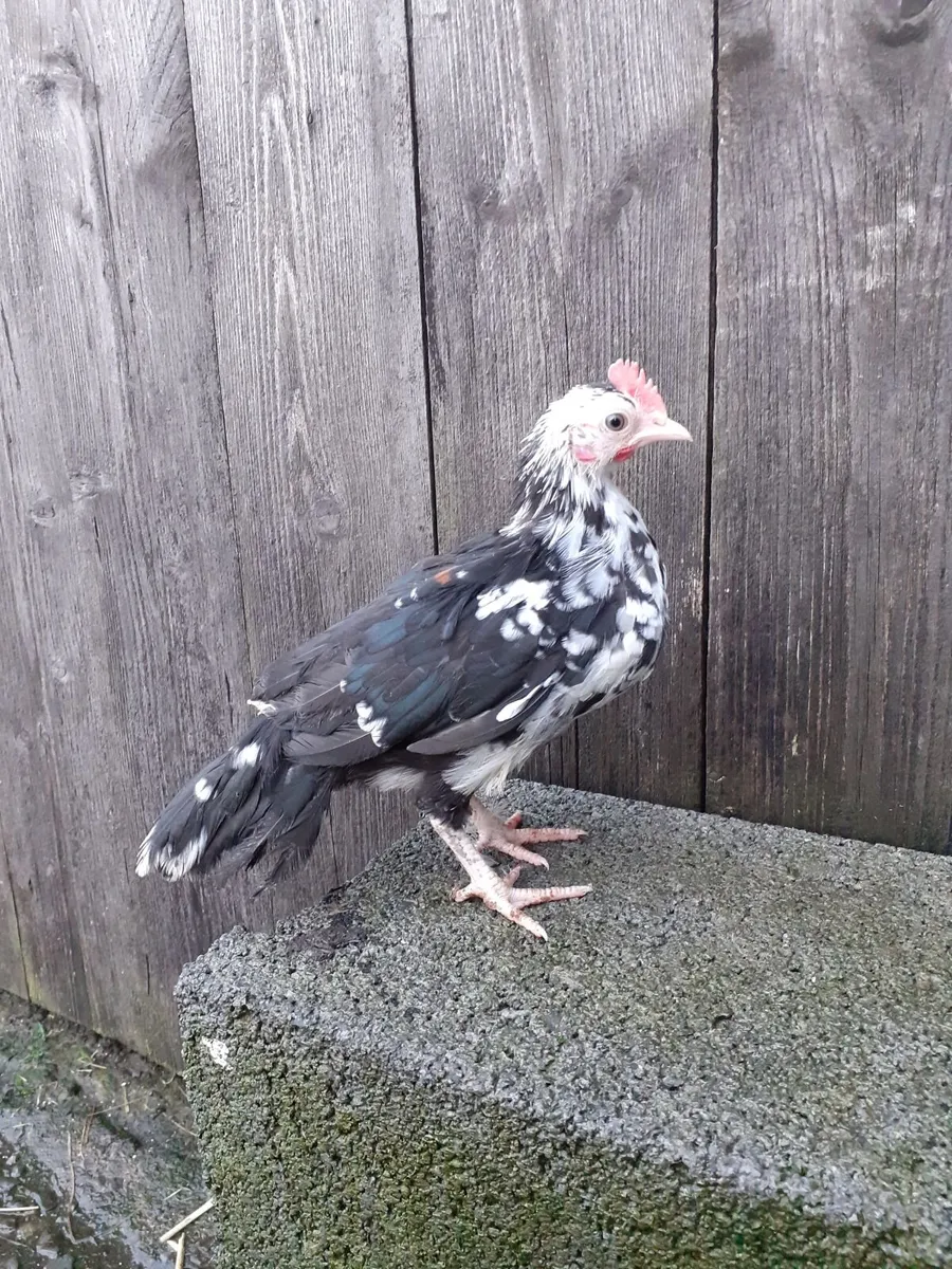 Bantam hens and roosters , chinese gander, duck - Image 4