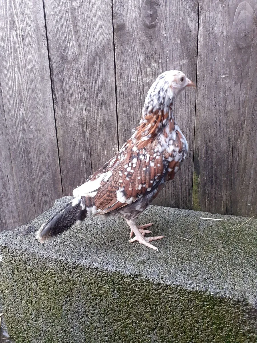Bantam hens and roosters , chinese gander, duck - Image 1