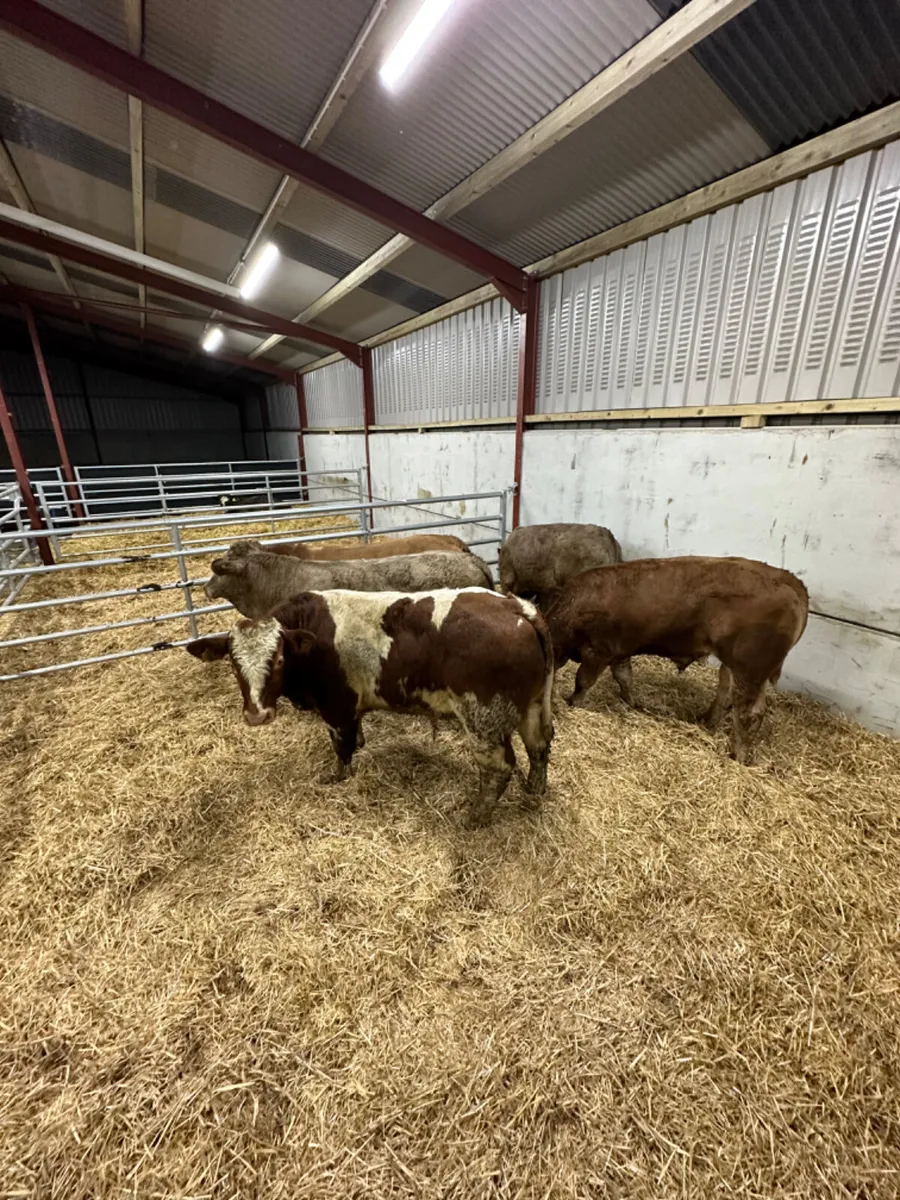 Charolais and lim bullocks - Image 4