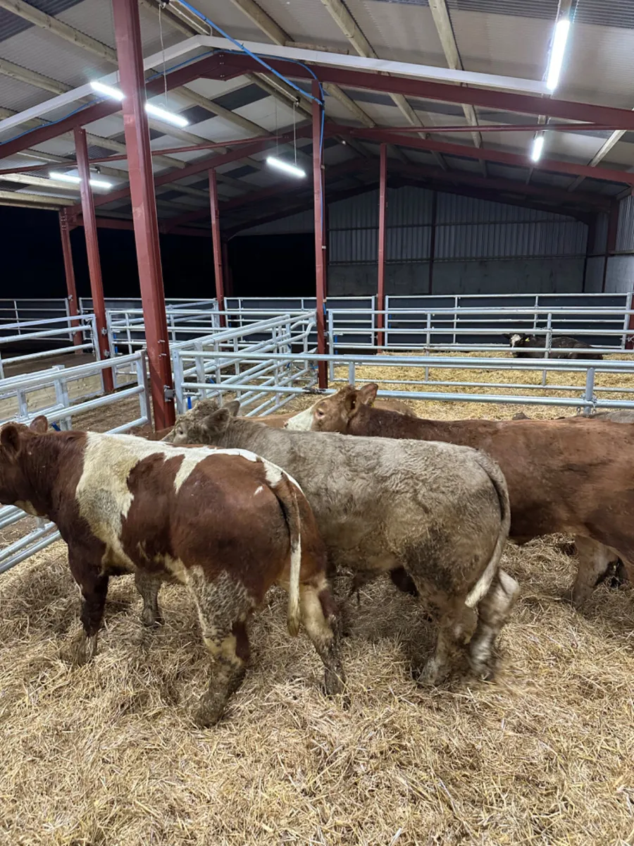 Charolais and lim bullocks - Image 2