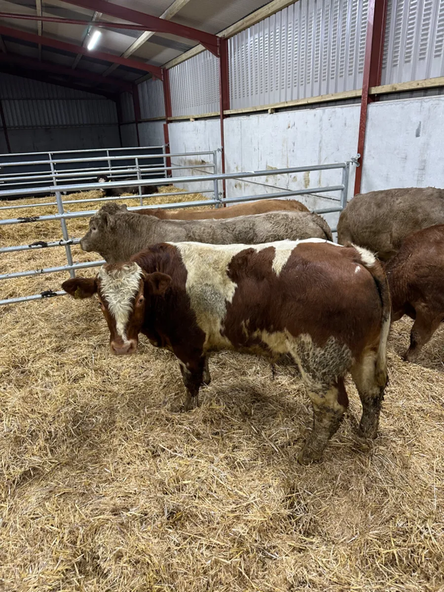 Charolais and lim bullocks - Image 3