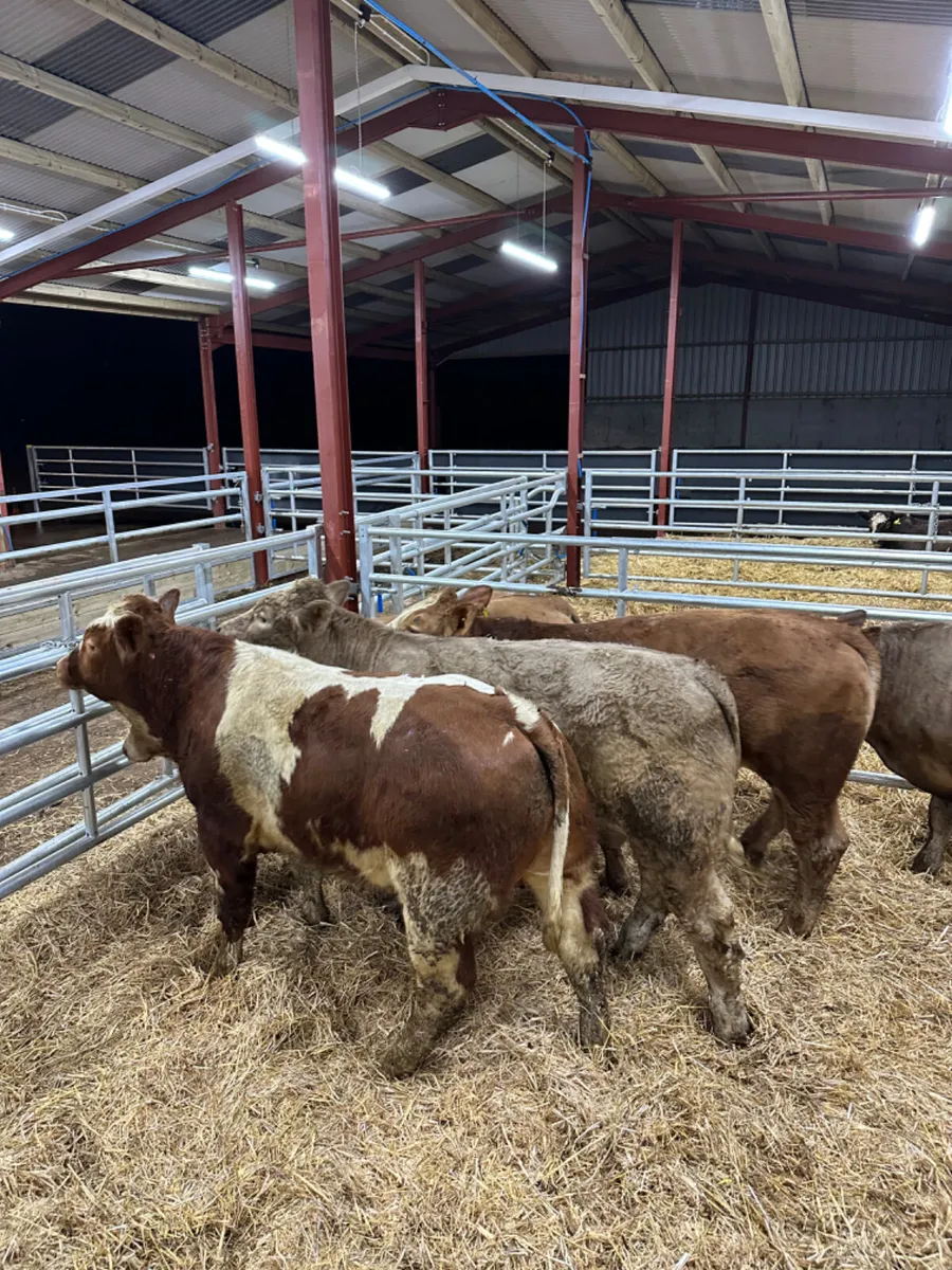Charolais and lim bullocks - Image 1
