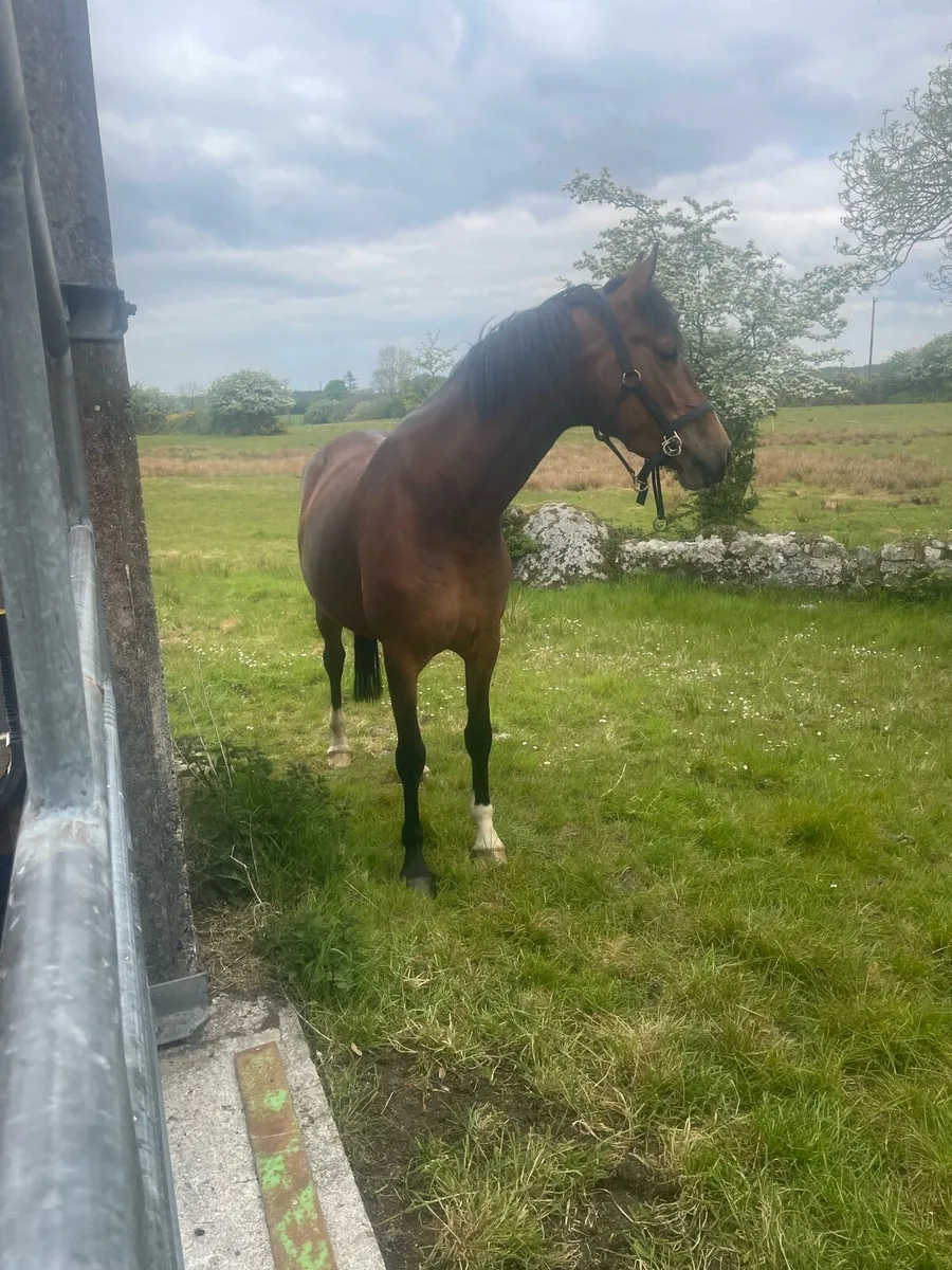 5 Year Old Brood Mare - Image 3