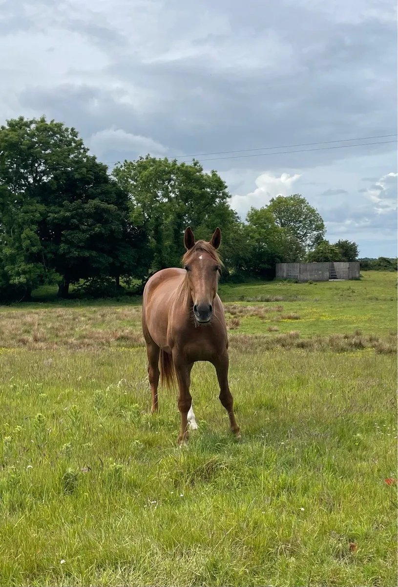 5 Year Old Brood Mare - Image 4