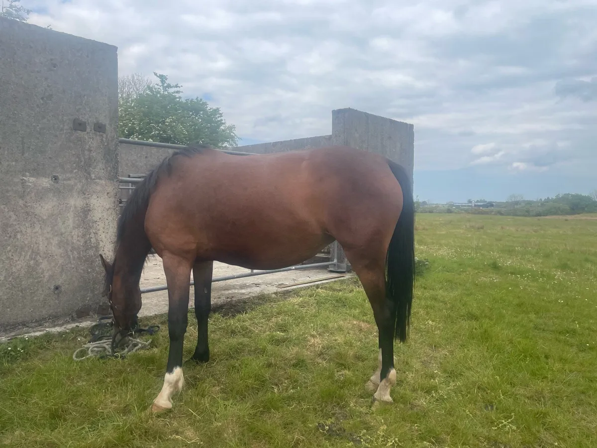 5 Year Old Brood Mare - Image 4