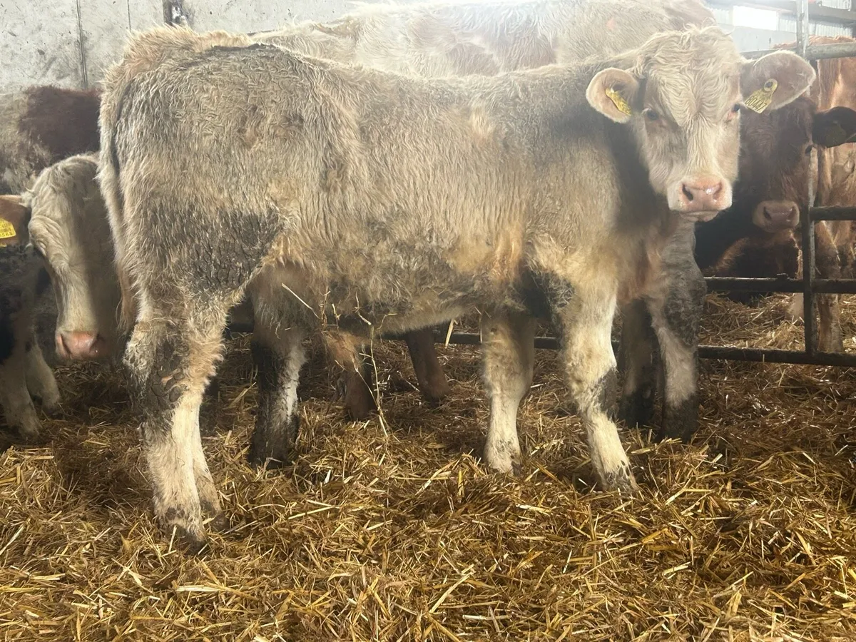 4 smashing bull weanlings - Image 1