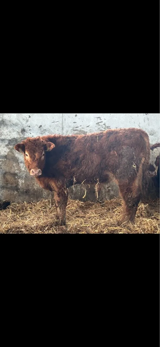 4 smashing bull weanlings - Image 3