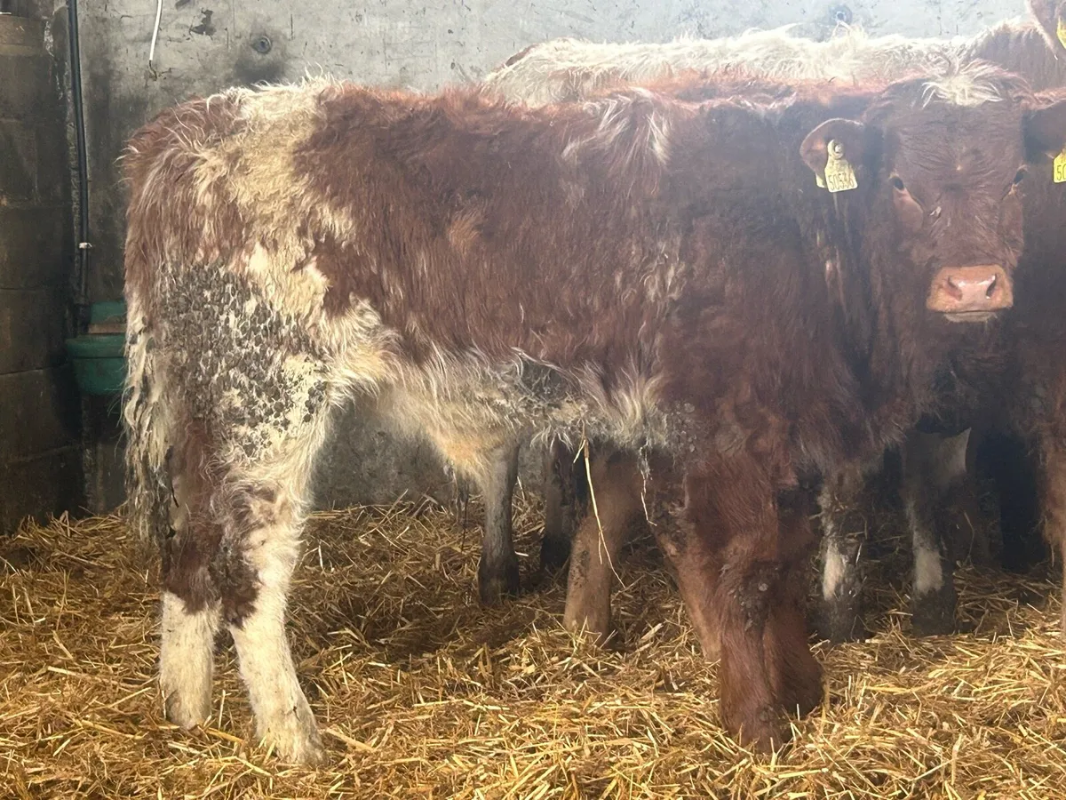 4 smashing bull weanlings - Image 4