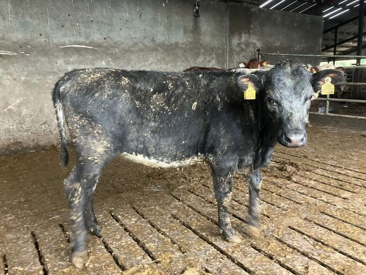 Maiden heifers - Image 4