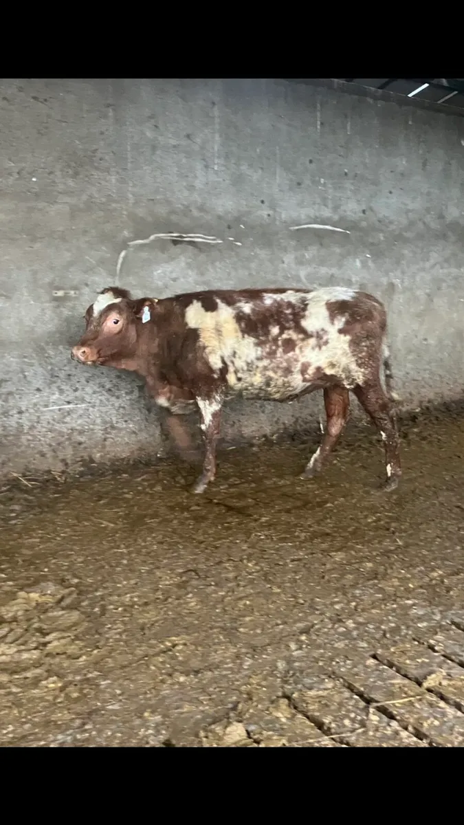 Maiden heifers - Image 1