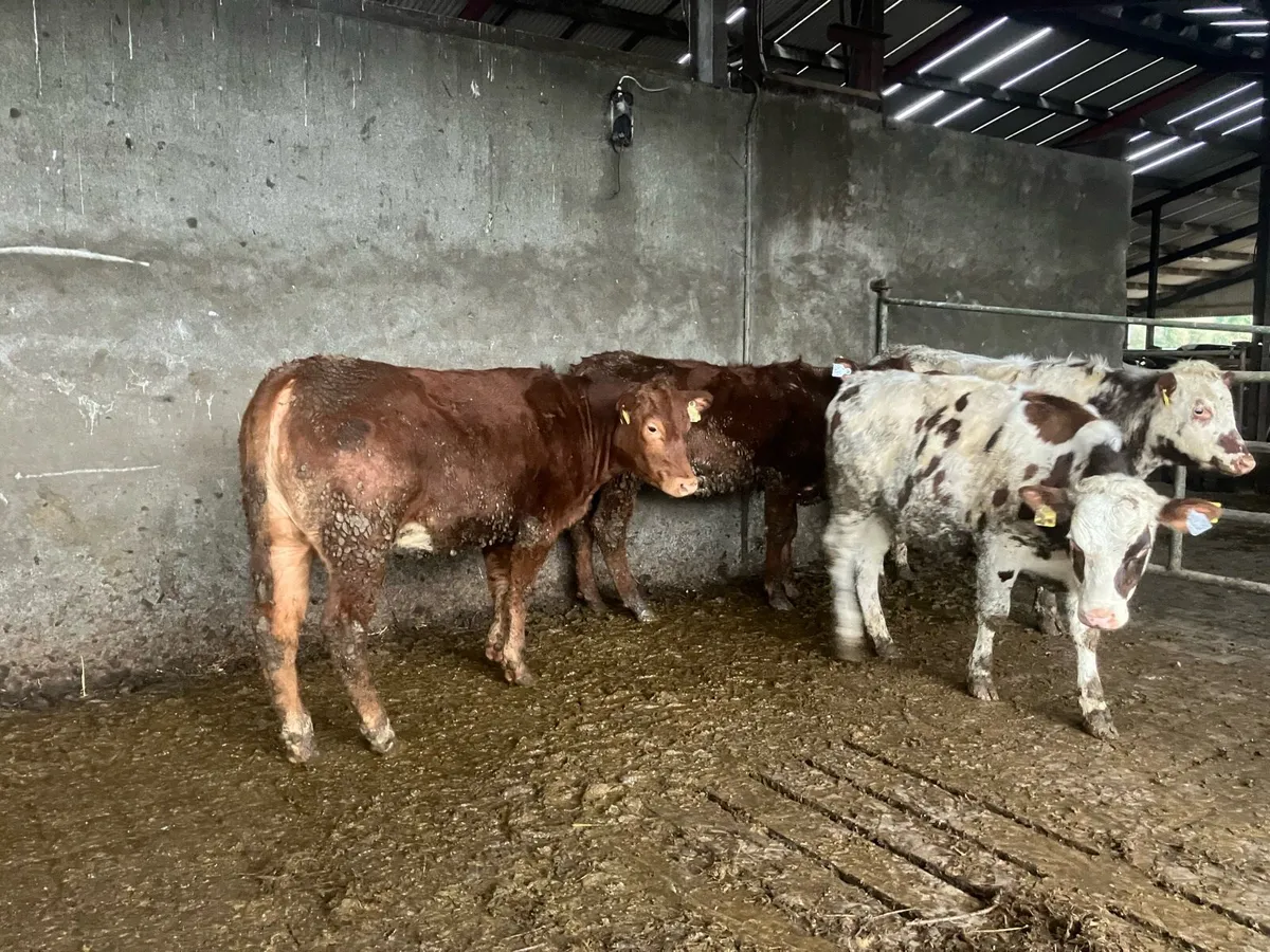 Maiden heifers - Image 2