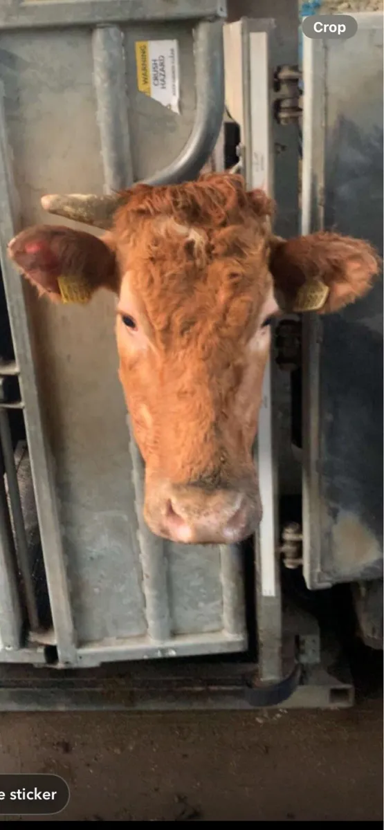 Lame cattle wanted - Image 1