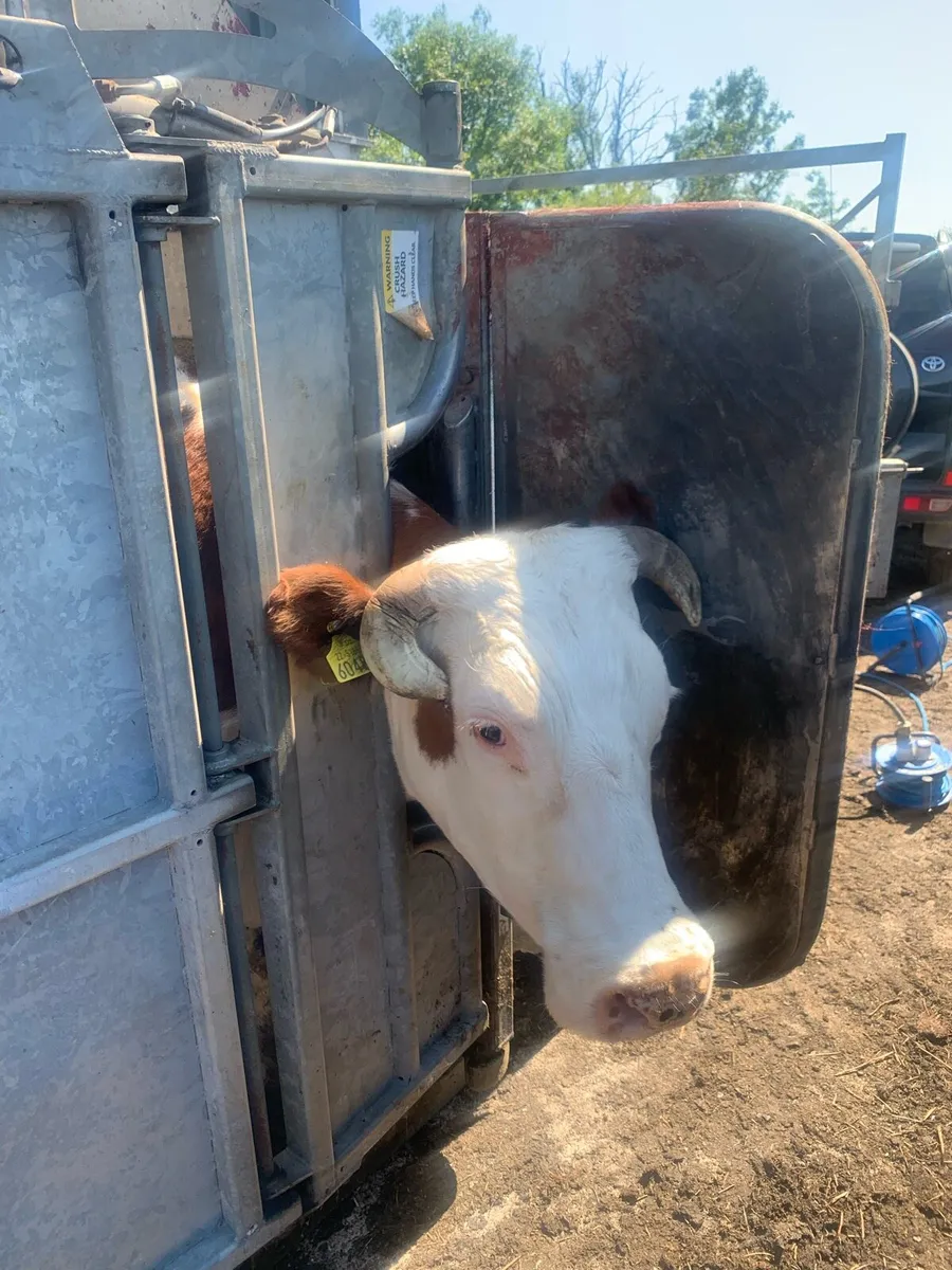 Lame cattle wanted - Image 2