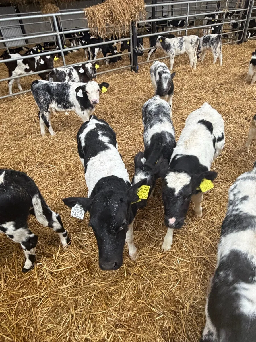 30 Belgium Blue calves - Image 3