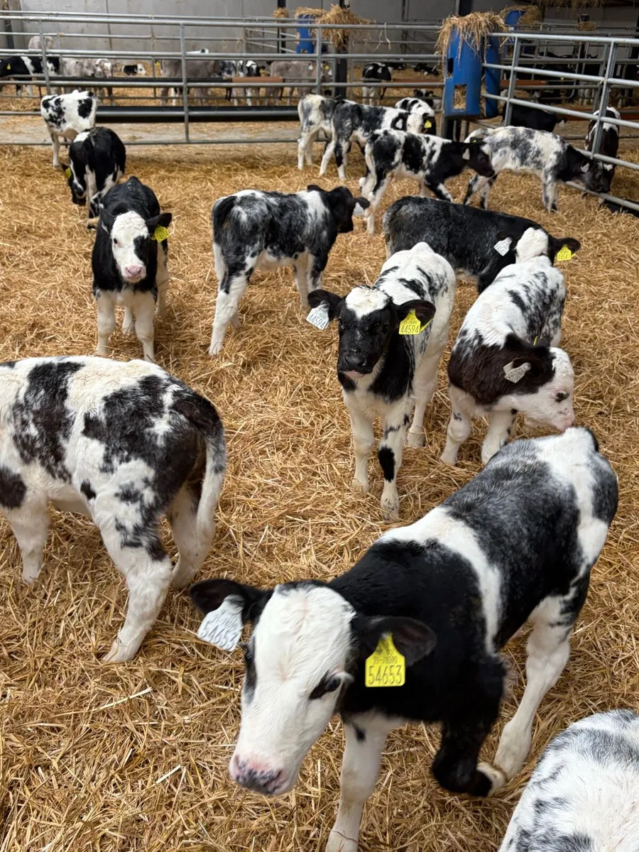 30 Belgium Blue calves - Image 1