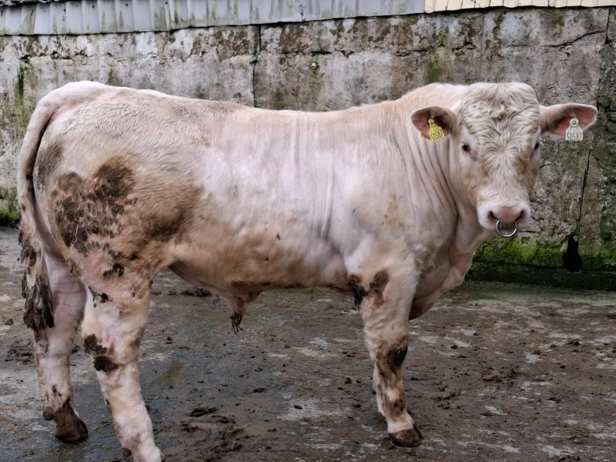 Charolais bull - Image 2