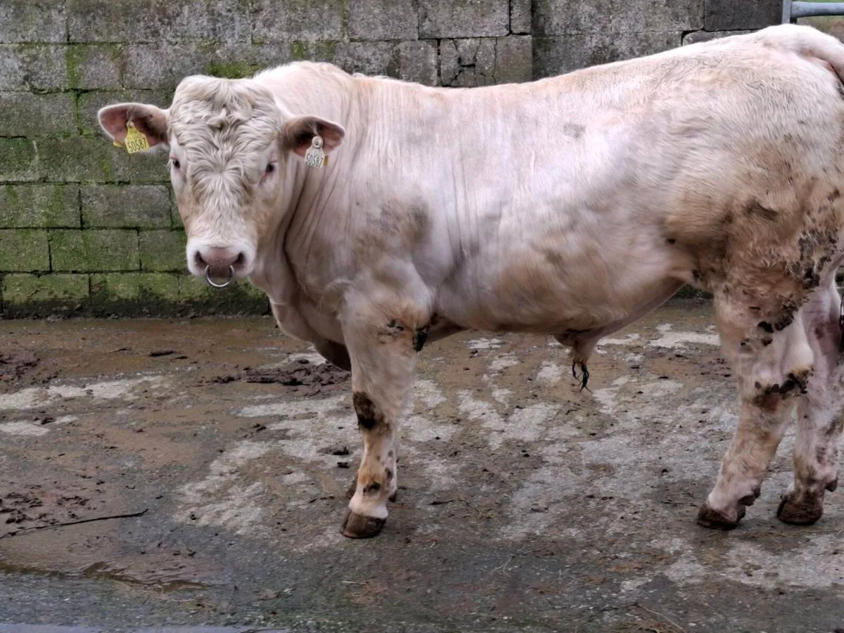 Charolais bull - Image 1