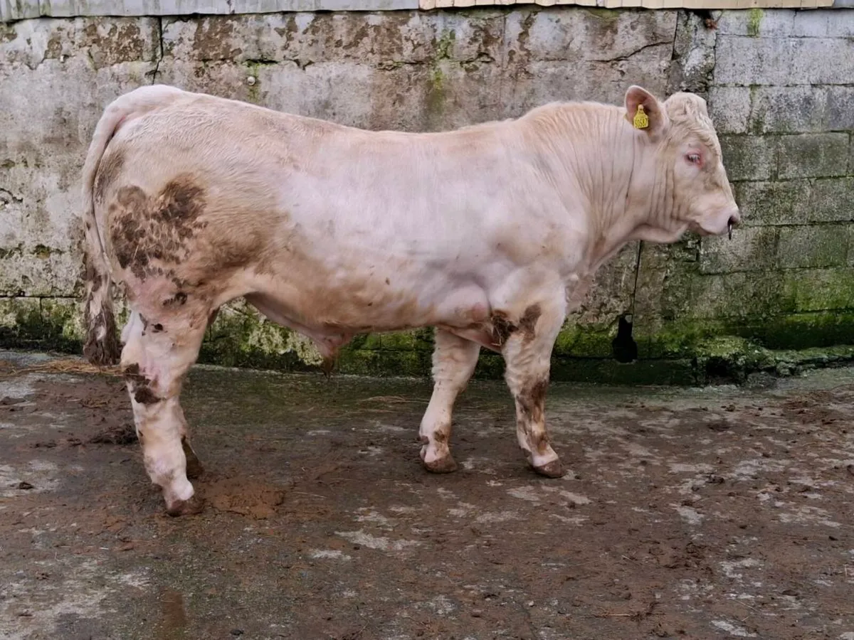 Charolais bull - Image 3