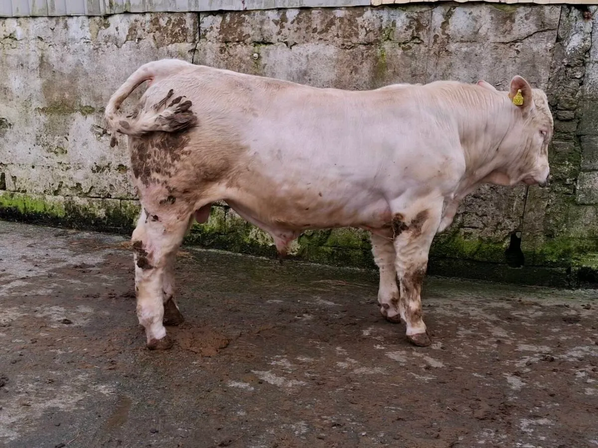Charolais bull - Image 4