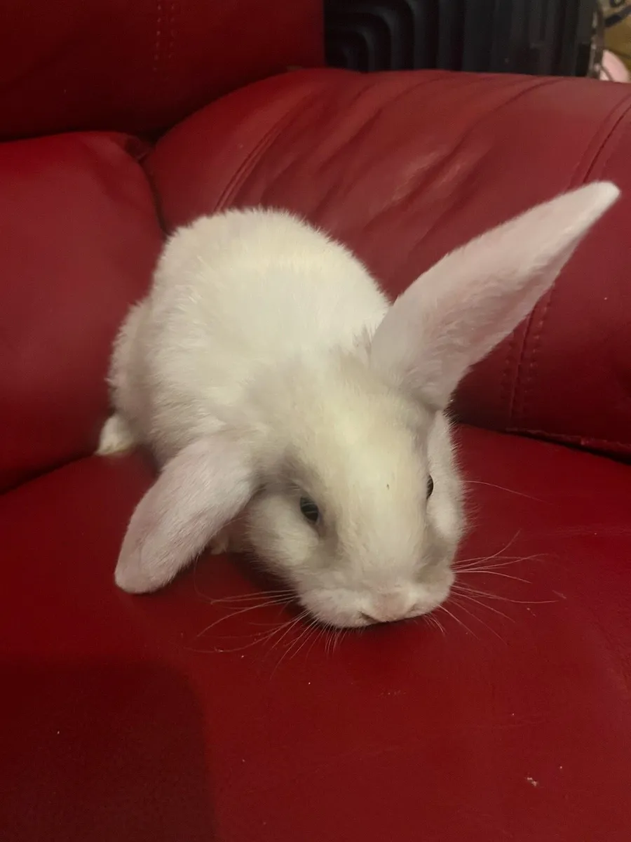 Baby Holland rabbits - Image 3