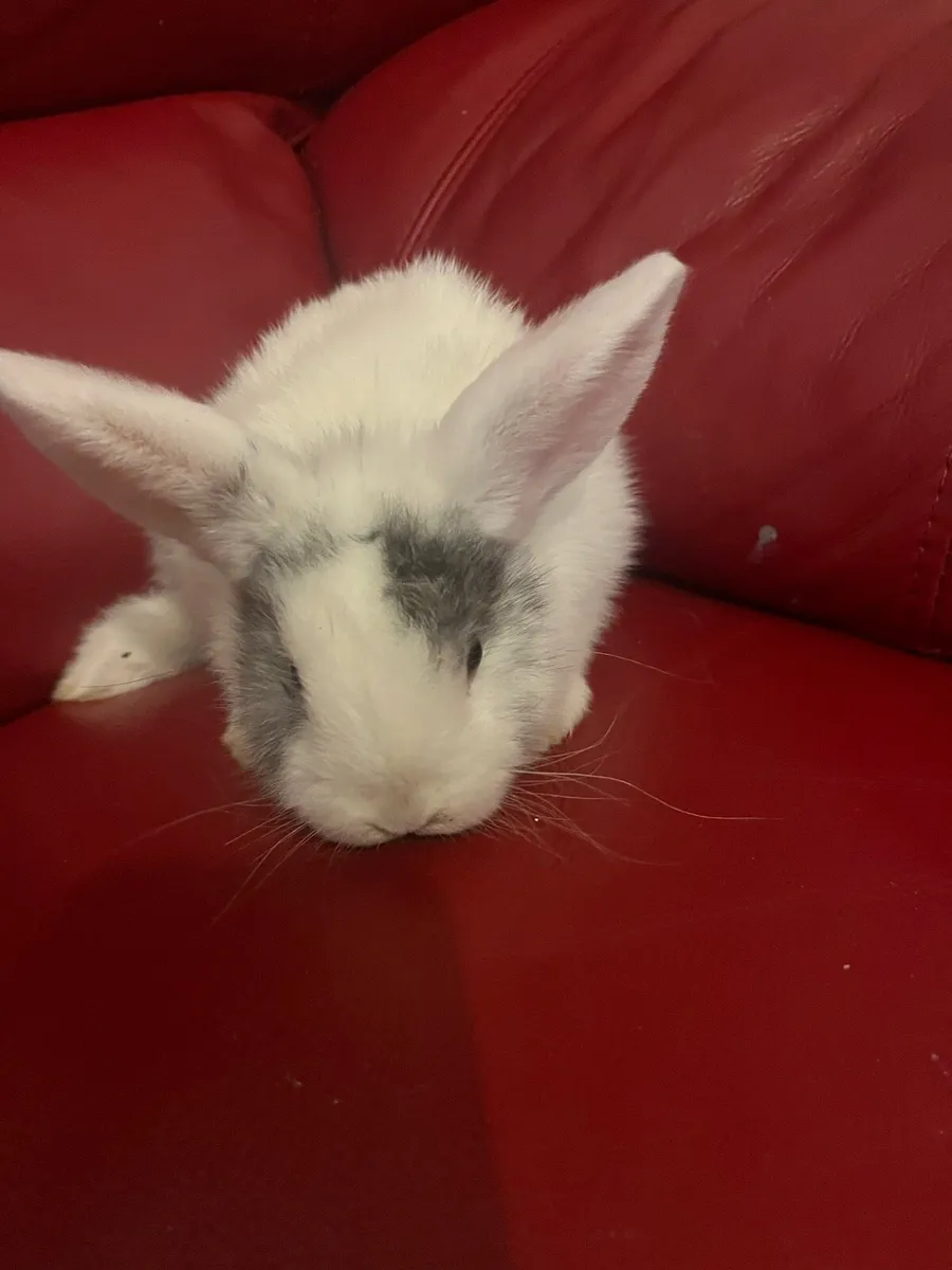 Baby Holland rabbits - Image 4