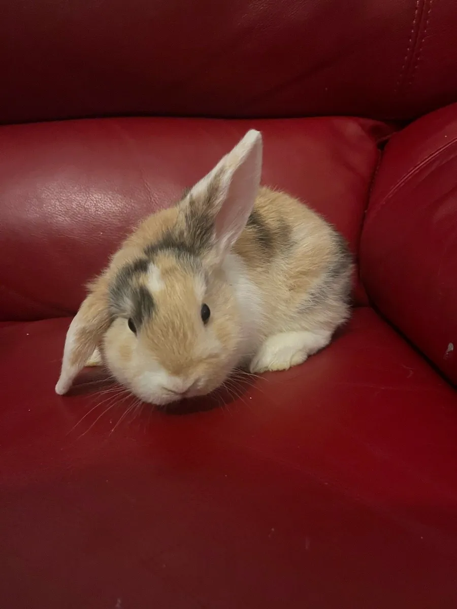 Baby Holland rabbits - Image 1